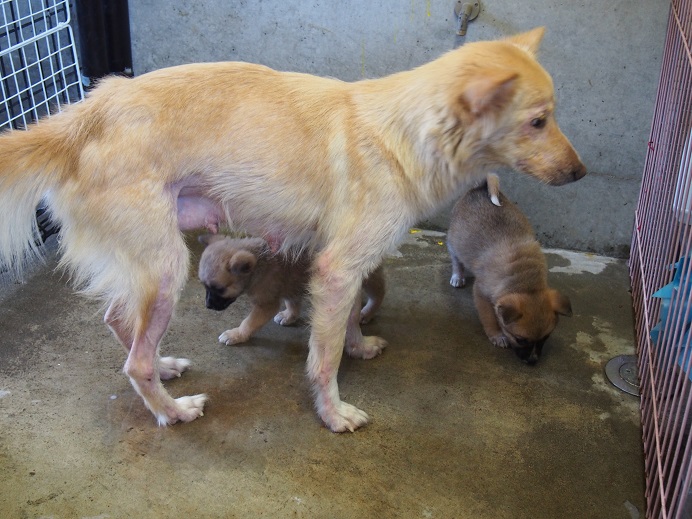 2/14センターレポート　仔犬舎6頭（＋幼犬7頭）_f0078320_1285322.jpg