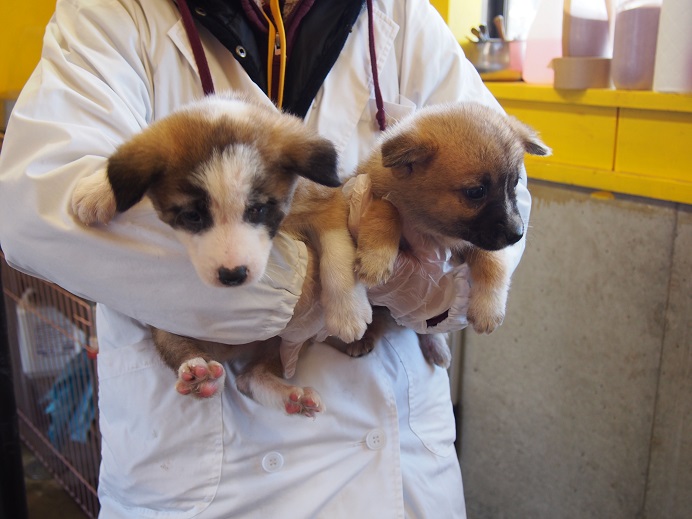 2/14センターレポート　仔犬舎6頭（＋幼犬7頭）_f0078320_1334425.jpg