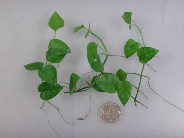 170216 熱帯魚・金魚・水草・観葉植物_f0189122_13282624.jpg