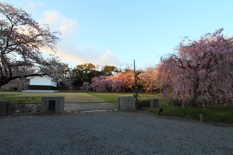 そうだ 京都、行こう。 －2017年桜 二条城（後編）－ _b0169330_2142284.jpg