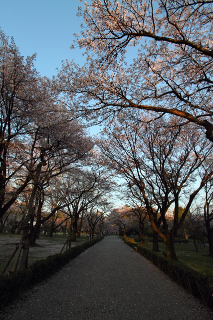 そうだ 京都、行こう。 －2017年桜 二条城（後編）－ _b0169330_21561961.jpg