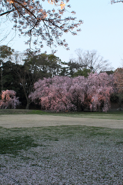 そうだ 京都、行こう。 －2017年桜 二条城（後編）－ _b0169330_2339869.jpg