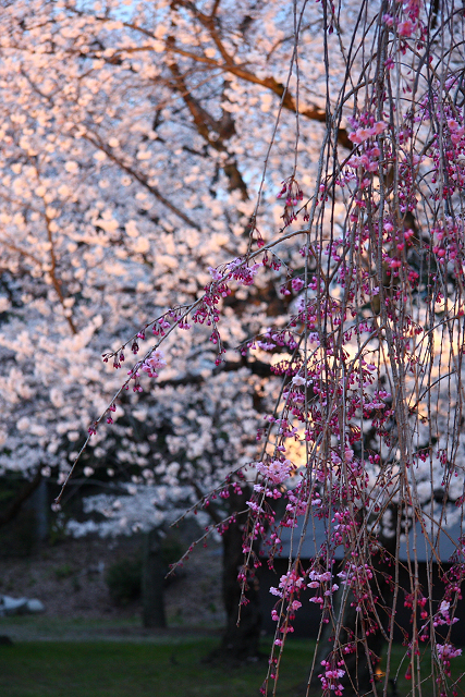 そうだ 京都、行こう。 －2017年桜 二条城（後編）－ _b0169330_720383.jpg