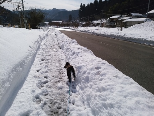 暖かい日差しで雪が解け始めました。_c0300035_16404697.jpg