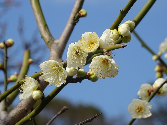 大阪城公園の梅林_b0299042_12575269.jpg