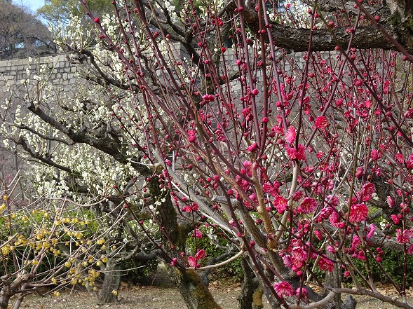 大阪城公園の梅林_b0299042_1259827.jpg