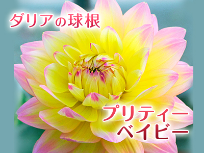 第42回JA植木まつり(IN熊本県農業公園(カントリーパーク))に行ってきました!_a0254656_1745871.jpg