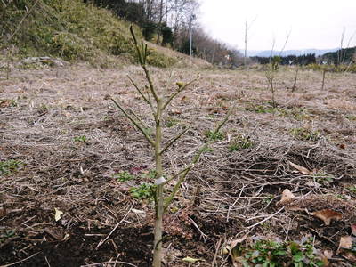 第42回JA植木まつり(IN熊本県農業公園(カントリーパーク))に行ってきました!_a0254656_18444816.jpg