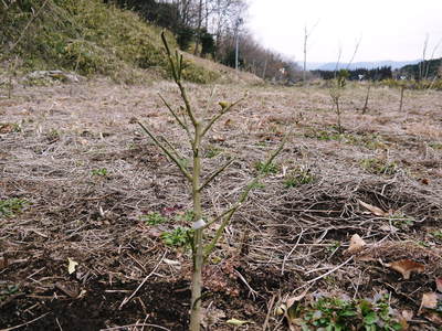 第42回ＪＡ植木まつり(IN熊本県農業公園（カントリーパーク）)に行ってきました！_a0254656_18444816.jpg