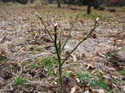 第43回JA植木まつり(IN熊本県農業公園(カントリーパーク))&苗木の定植の話 _a0254656_18534341.jpg