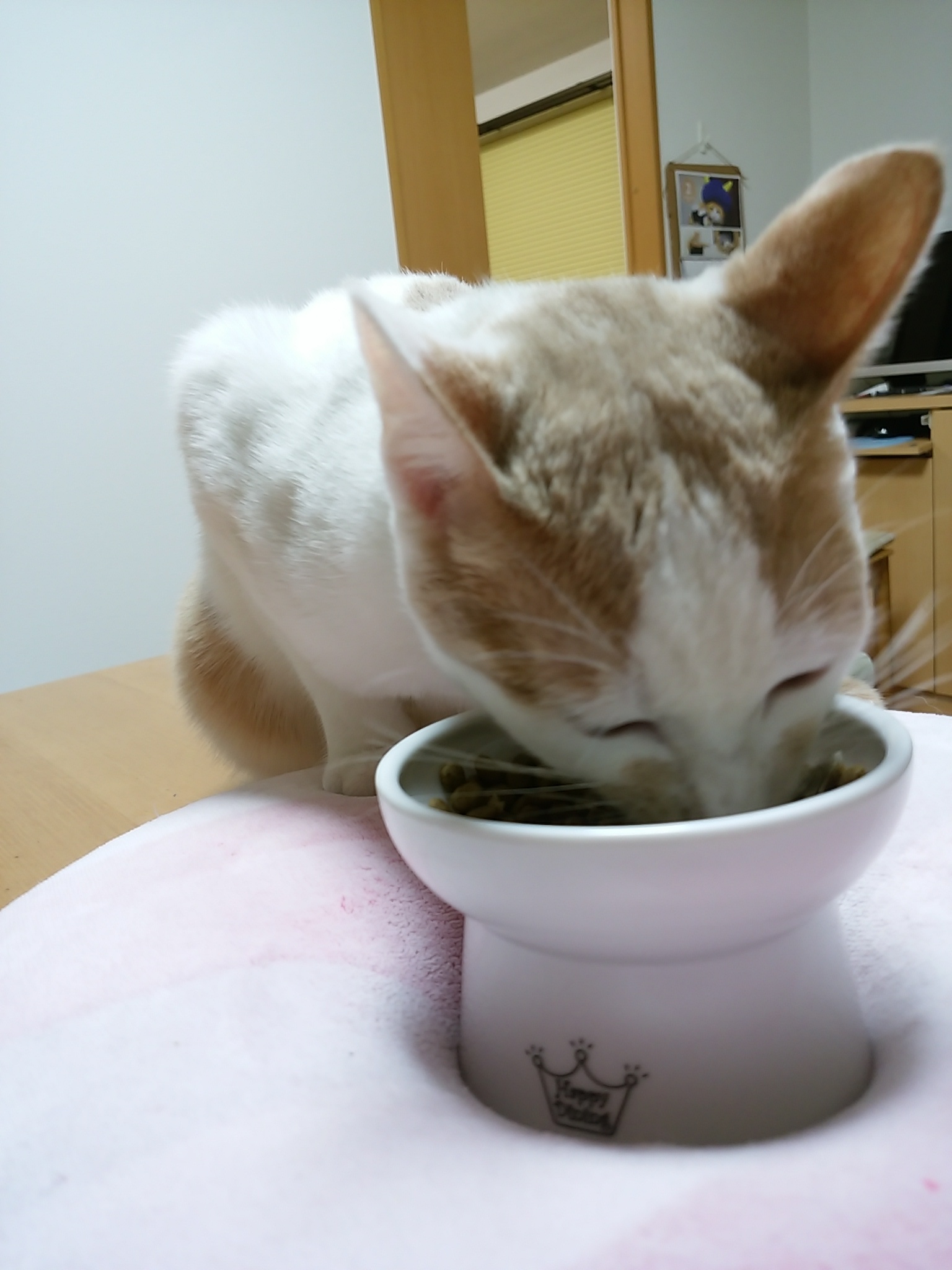猫の日間近……(=^・^=)_e0367571_21033059.jpg