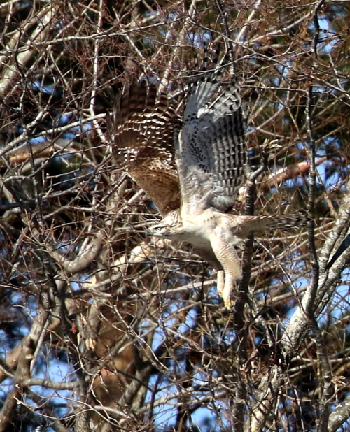 クマタカ若の表情_d0262476_7301790.jpg