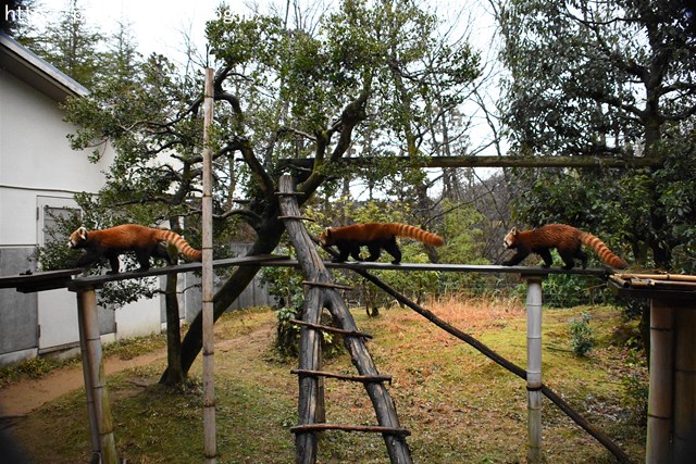 ２０１７年２月　いしかわ動物園　その２_a0052986_7454963.jpg