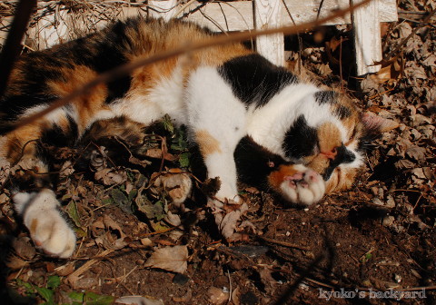 花壇の酔っ払い猫_b0253205_05282176.jpg