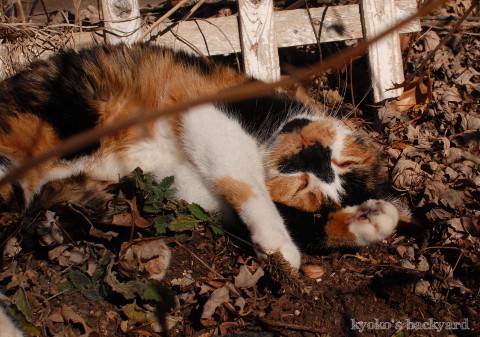 花壇の酔っ払い猫_b0253205_05290600.jpg