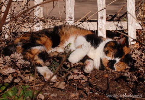 花壇の酔っ払い猫_b0253205_05301987.jpg