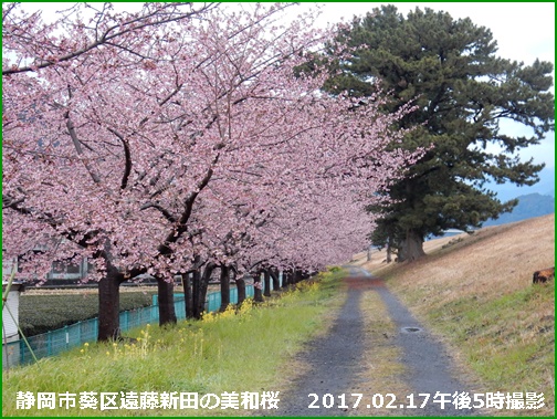 美和桜満開・・・でも雨が_e0033229_18543315.jpg