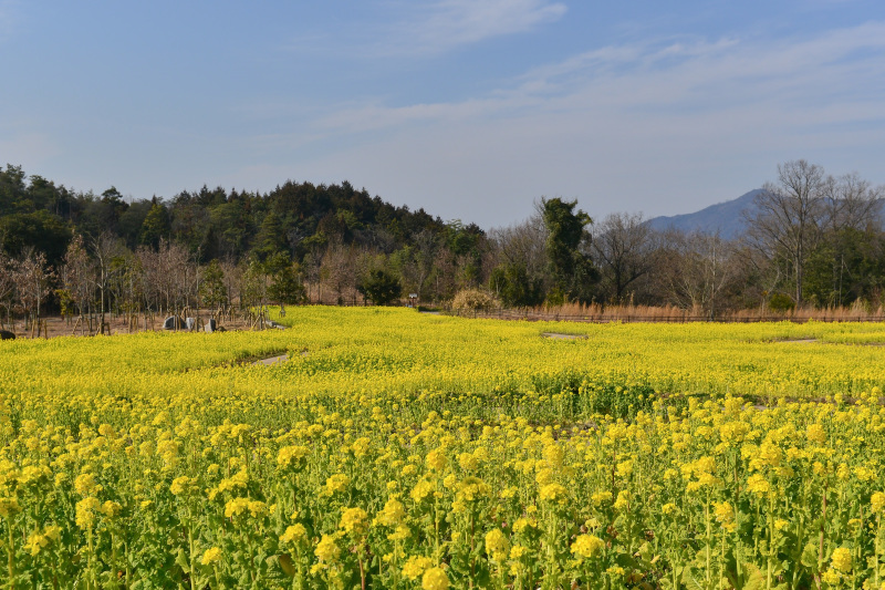 寒咲菜の花の まんのう公園_d0246136_19203197.jpg