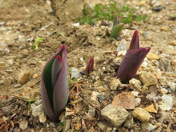 17年2月18日 チューリップの芽が出ました 今日の風に吹かれましょう