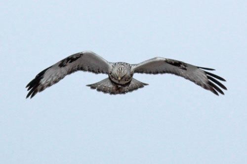 1月、野鳥で盛り上がっている所にこっそりお邪魔する。その1_c0023443_11372157.jpg