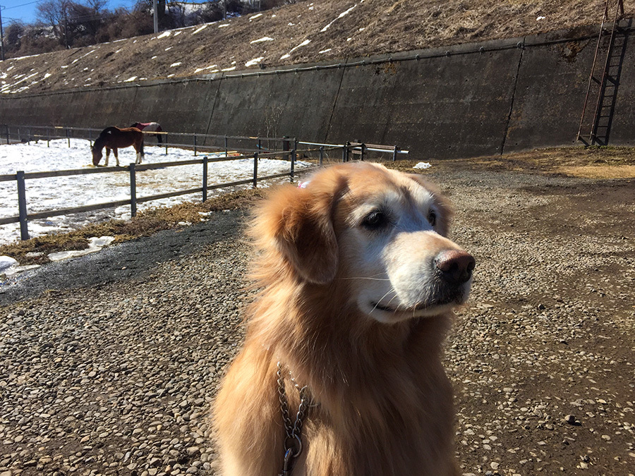 神に近い存在 犬たちに感謝を込めて_c0035245_12350269.jpg