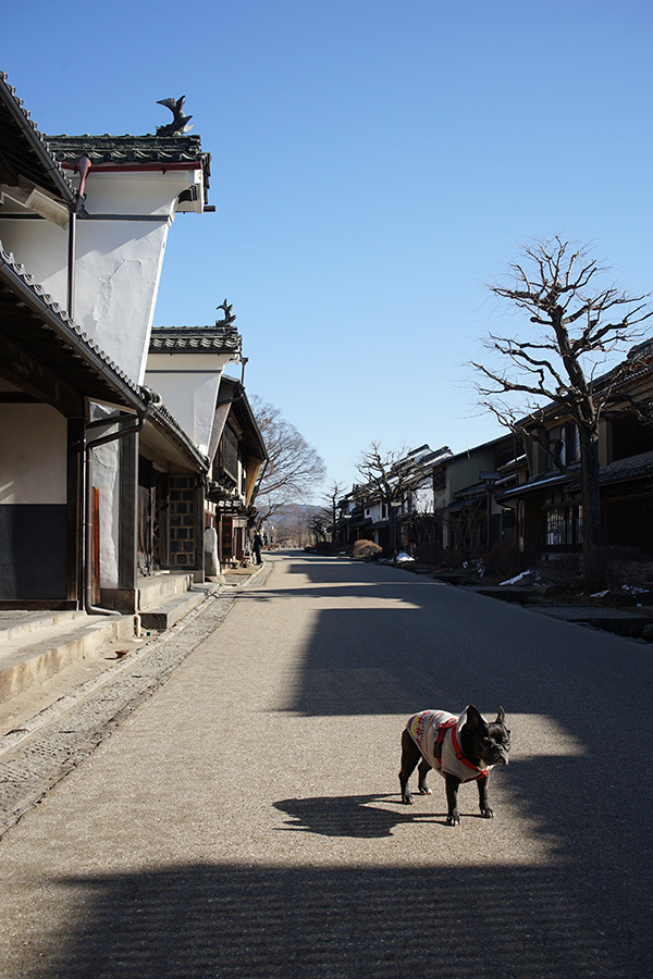 神に近い存在 犬たちに感謝を込めて_c0035245_12394918.jpg