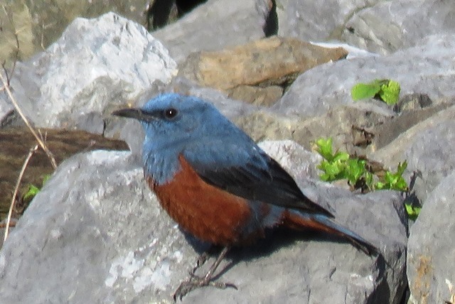 野鳥トレ72　リュウキュウメジロ外_b0227552_18550084.jpg