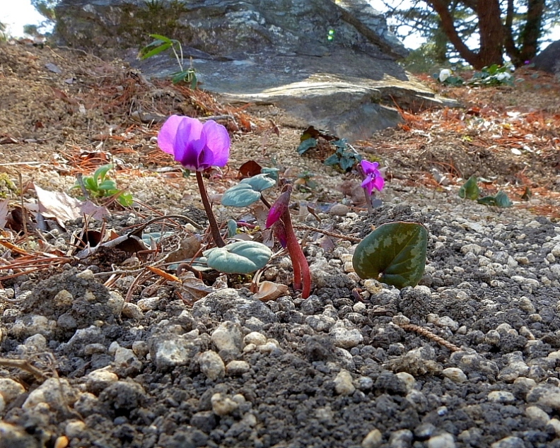 　　　早春の花と、素人の杞憂も_c0305565_17400155.jpg