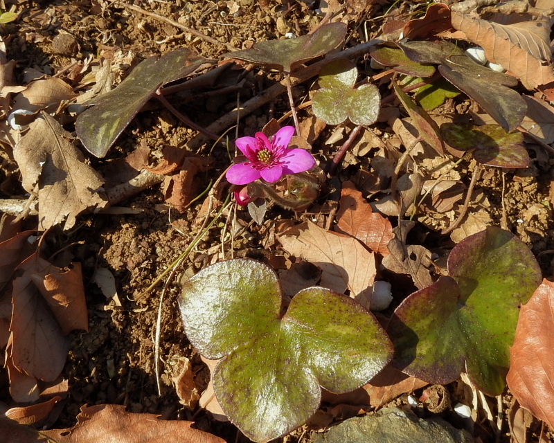 　　　早春の花と、素人の杞憂も_c0305565_17403557.jpg