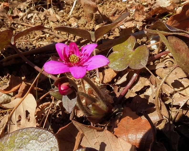 　　　早春の花と、素人の杞憂も_c0305565_17404434.jpg