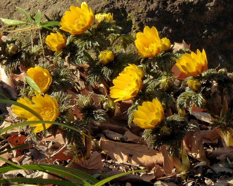 　　　早春の花と、素人の杞憂も_c0305565_17405778.jpg