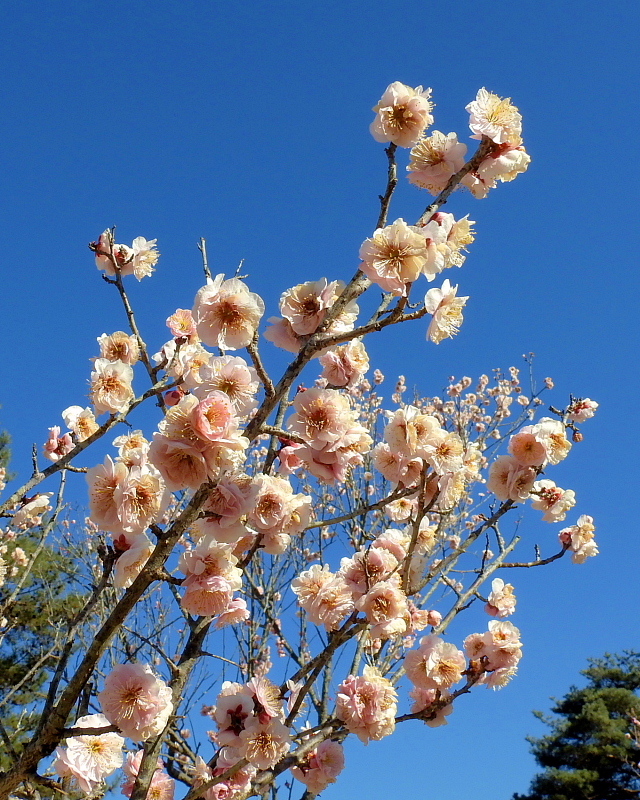 　　　早春の花と、素人の杞憂も_c0305565_17411346.jpg