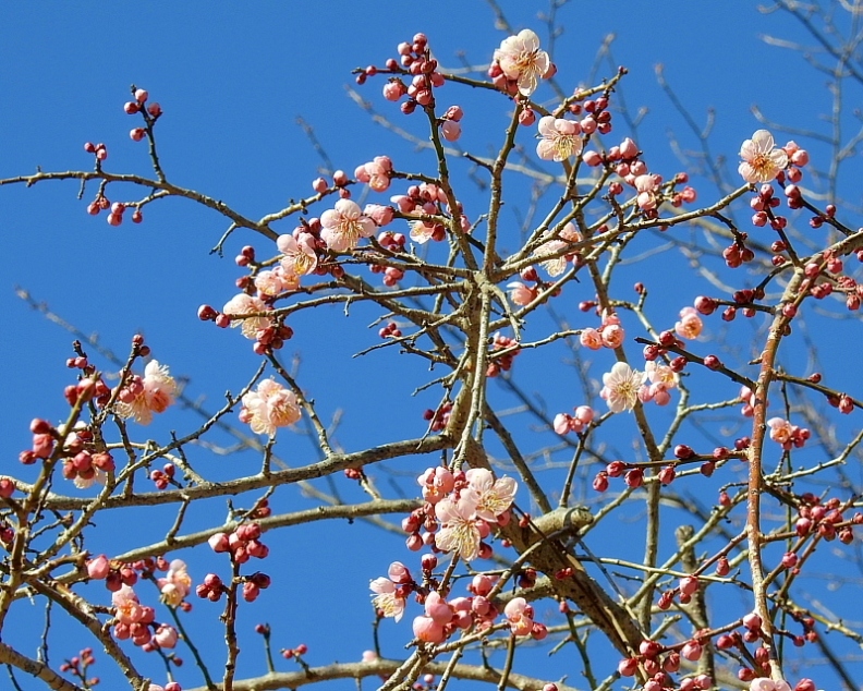 　　　早春の花と、素人の杞憂も_c0305565_17412422.jpg