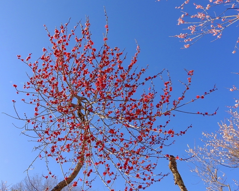 　　　早春の花と、素人の杞憂も_c0305565_17413588.jpg