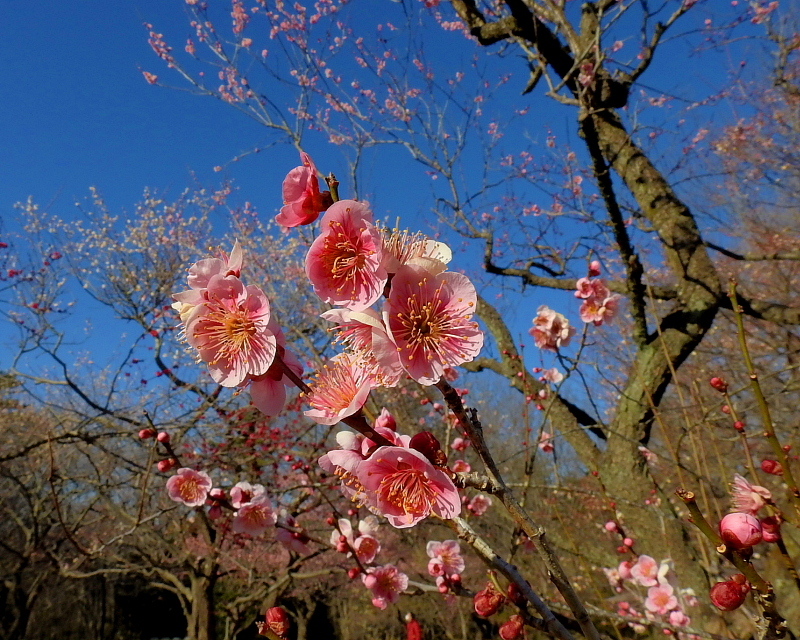 　　　早春の花と、素人の杞憂も_c0305565_17415132.jpg