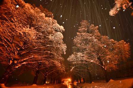 雪の「メタセコイア並木」(yasuさん) | αcafe αの写真投稿サイト