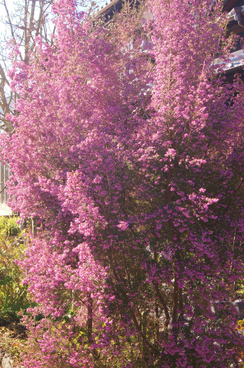 e0181373_21511116.jpg