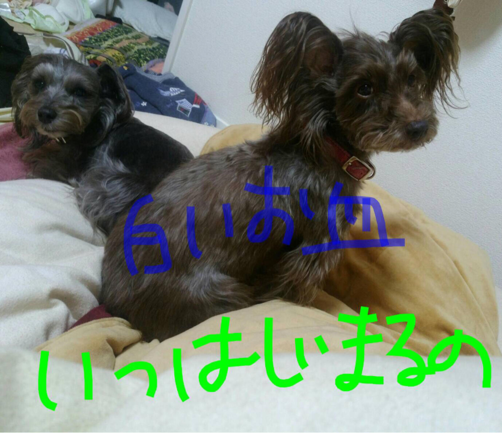 ブルゾンちえみにはまるラムandソーラ先生!笑_c0245679_22071021.jpg