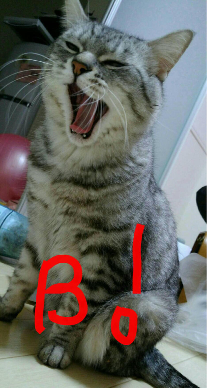 ブルゾンちえみにはまるラムandソーラ先生!笑_c0245679_22071138.jpg