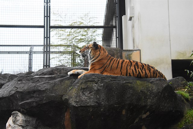 ２０１７年２月　いしかわ動物園　その３　ネコたちの谷_a0052986_713141.jpg