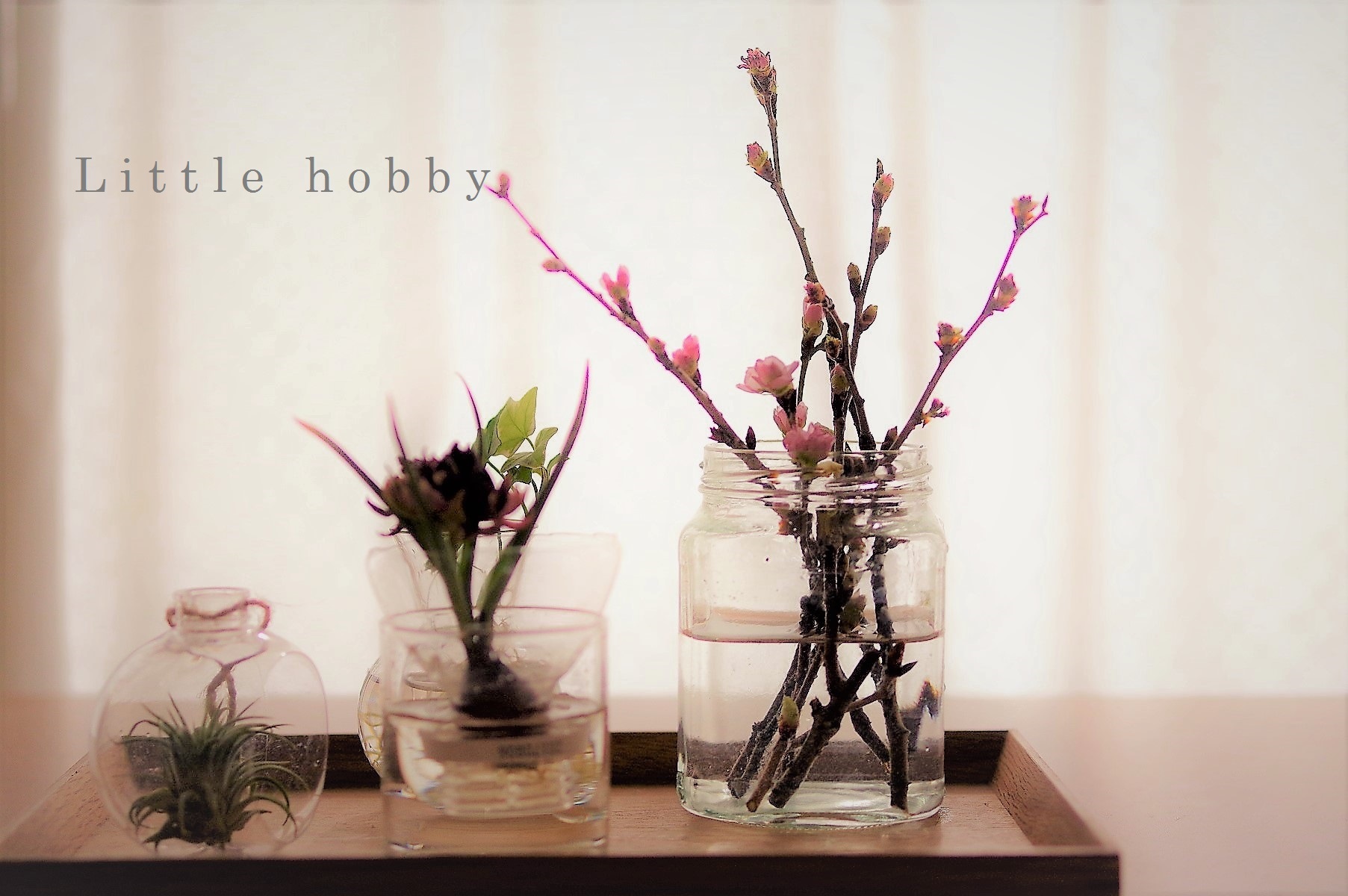 桜を活ける　 - Little hobby