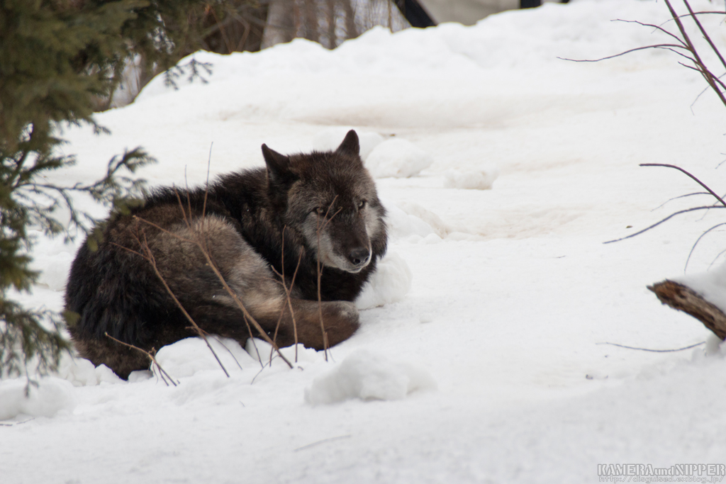 17.02.12 あさひやま動物園 その２_a0207595_22182256.jpg