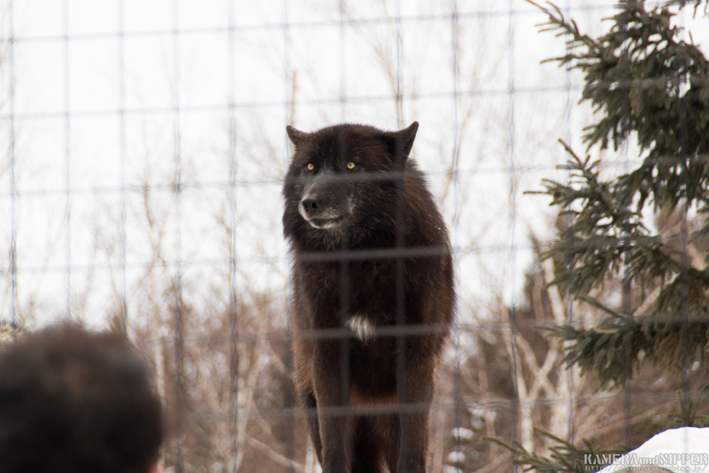 17.02.12 あさひやま動物園 その２_a0207595_2218852.jpg