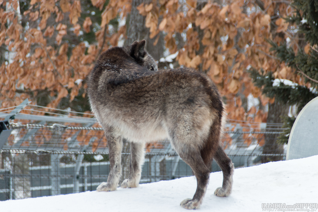 17.02.12 あさひやま動物園 その２_a0207595_22193428.jpg