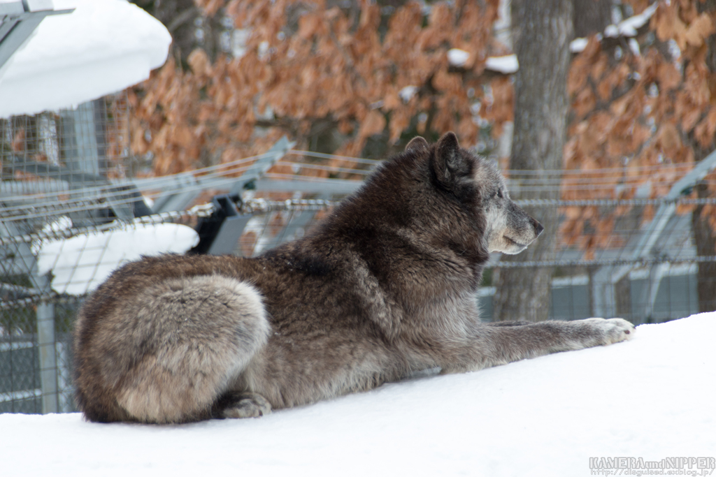 17.02.12 あさひやま動物園 その２_a0207595_22194699.jpg