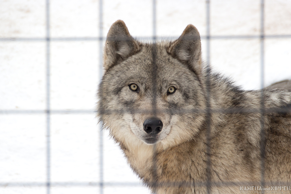 17.02.12 あさひやま動物園 その３_a0207595_22342595.jpg