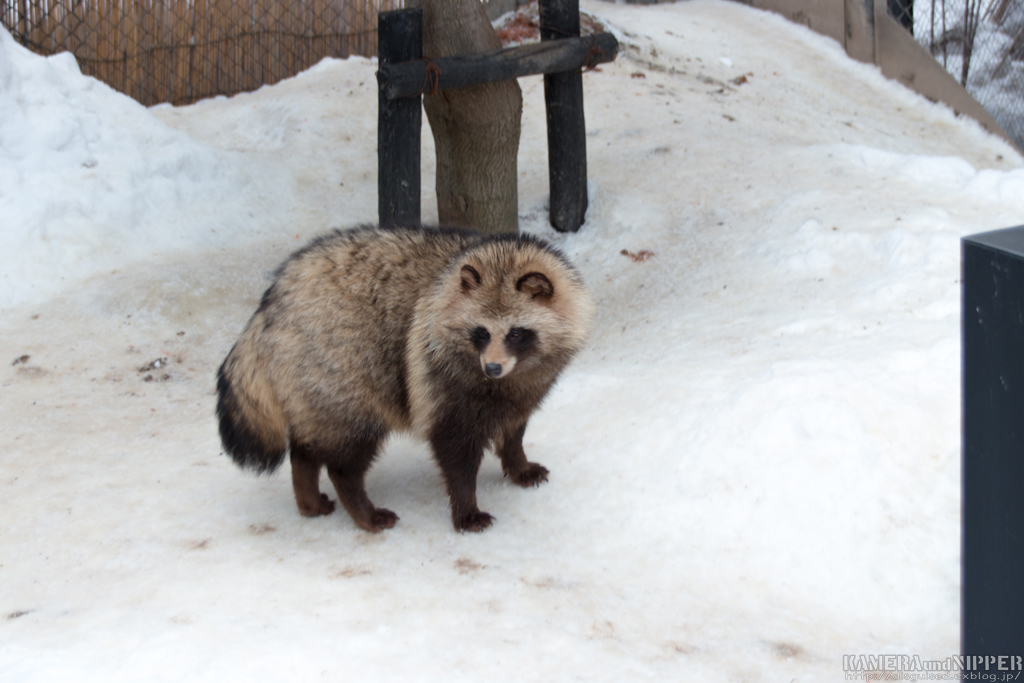 17.02.12 あさひやま動物園 その３_a0207595_22351131.jpg