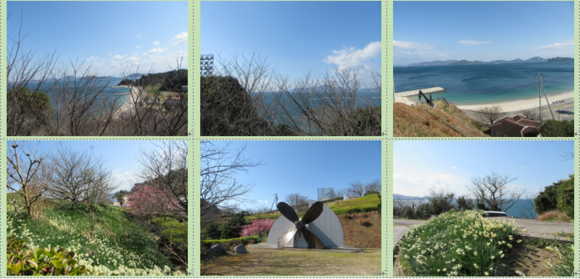 今治市大角海浜公園の水仙と河津桜と多くの種類の春の雲…2017/2/18_f0231709_18114295.png