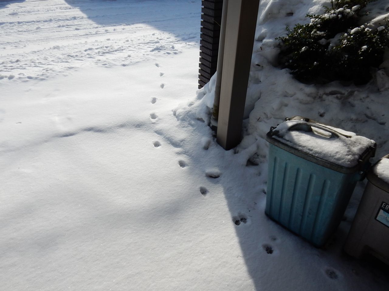 寒の戻りにかわいらしい足跡_c0025115_21492240.jpg