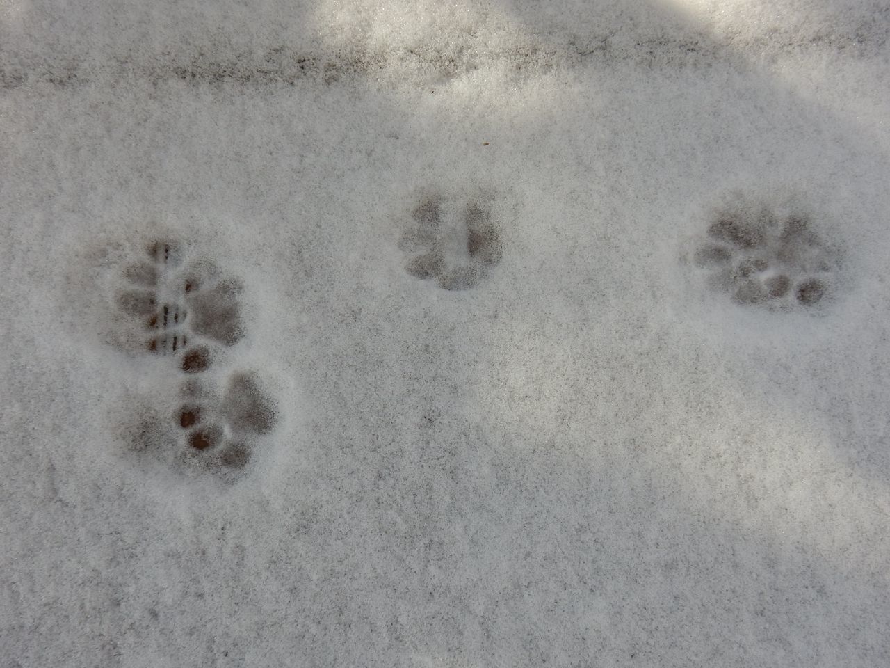 寒の戻りにかわいらしい足跡_c0025115_21493222.jpg